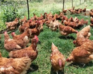Razones por las que Elegir Huevos de Gallinas en Pastoreo: