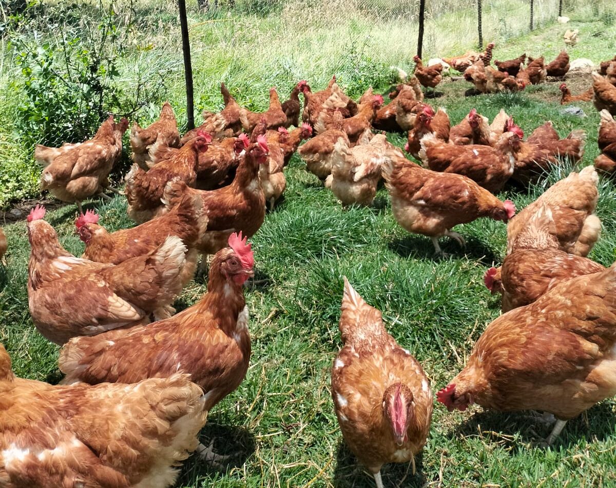 Razones por las que Elegir Huevos de Gallinas en Pastoreo: