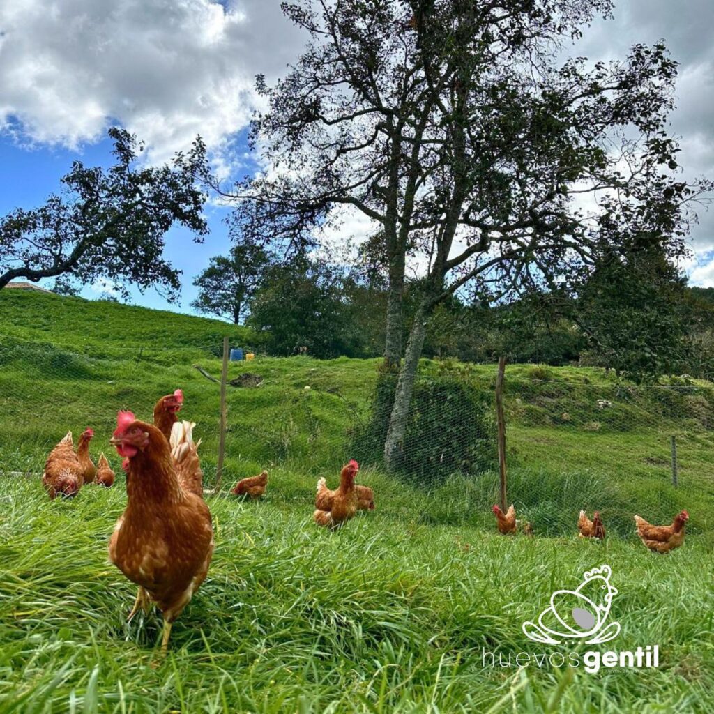 gallinas en pastoreo