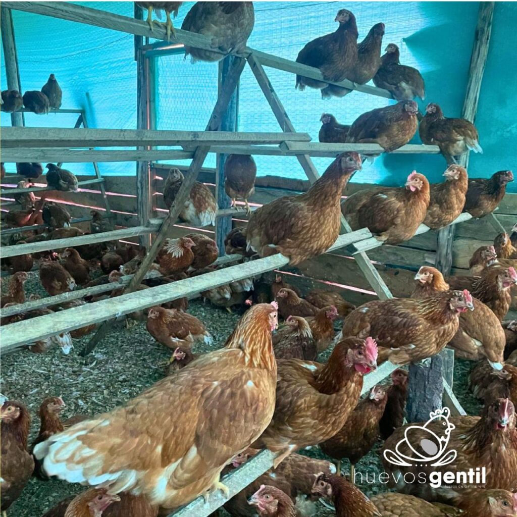 gallinas en perchas Ecogranja Gentil